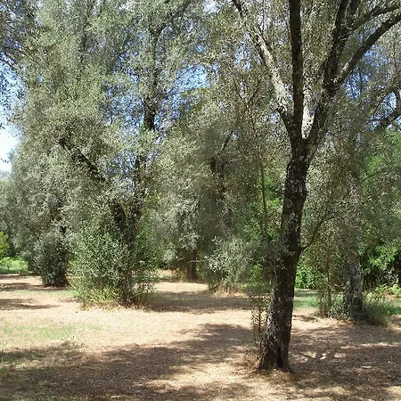 A Zerbi